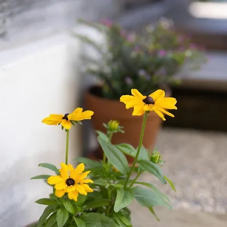 Fohlenwies Huette Dolomiten Holiday home *