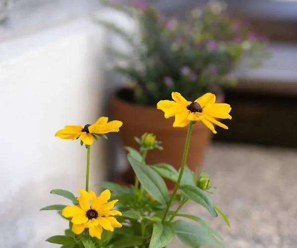 Fohlenwies Huette Dolomiten בית נופש *